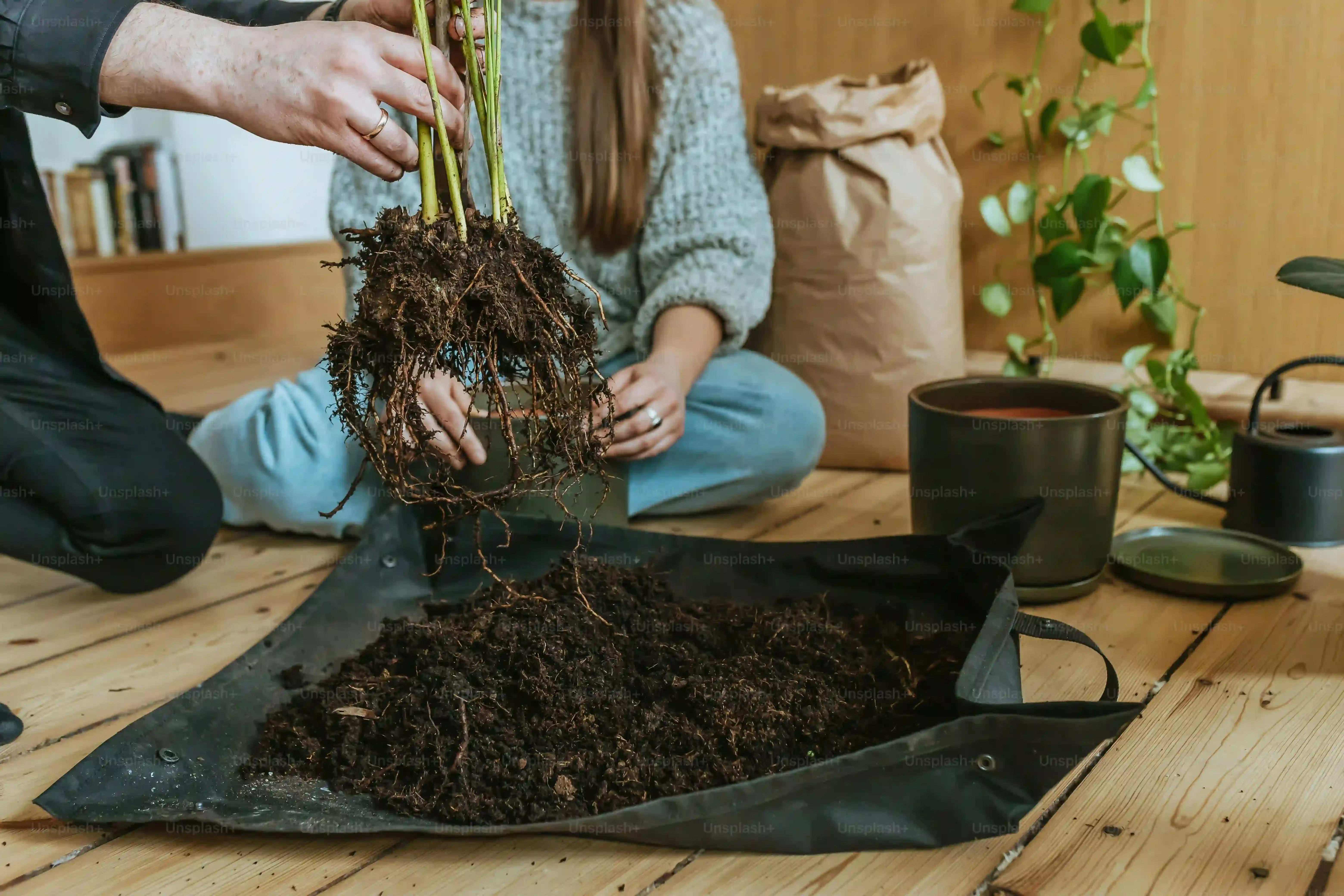 多肉植物 根が出ない問題を絶対解決！驚くほど簡単な成功の秘訣を徹底解説
